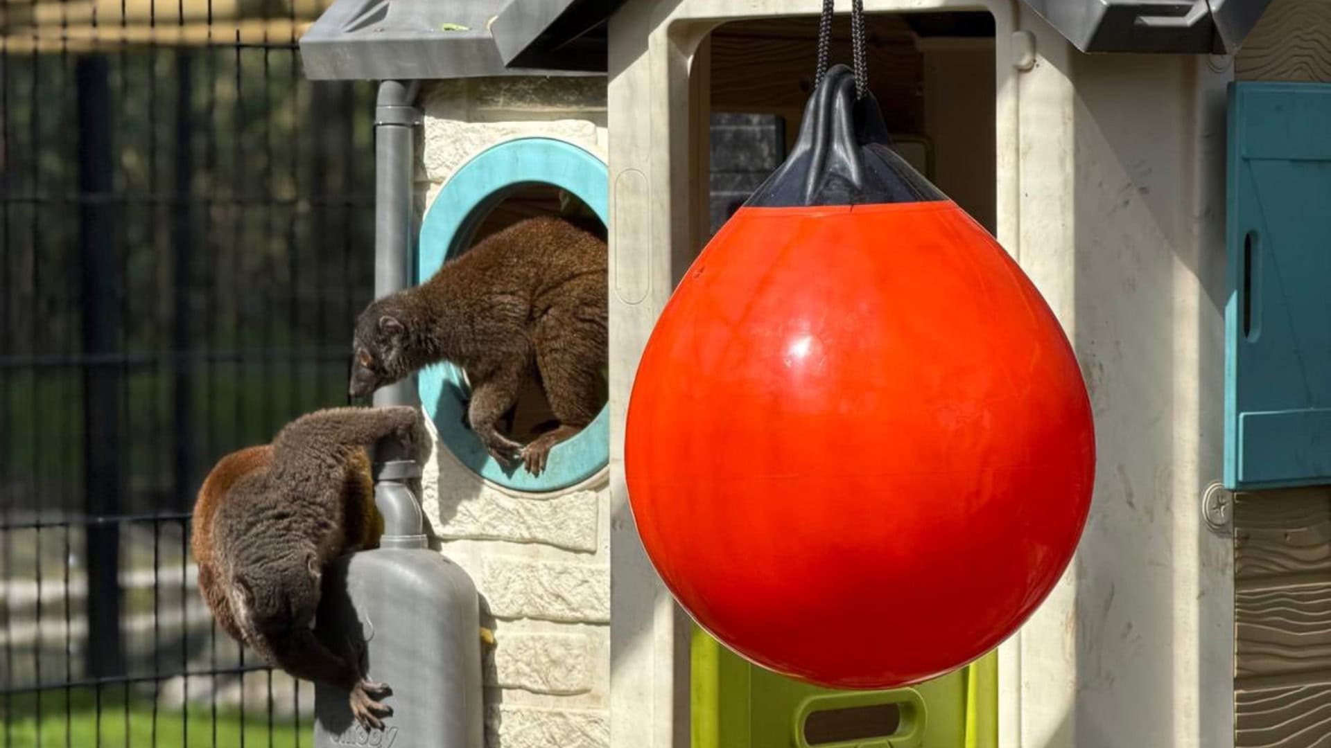 Opvallende keuzes in nieuw apenverblijf van Belgische dierentuin Pakawi Park