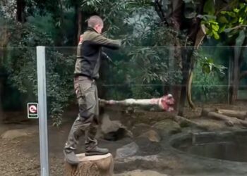 Dierentuin gooit ongebruikelijk voedsel in reuzenotterverblijf: ‘Is verrijking’