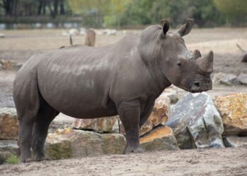 Eigenaar Beekse Bergen wil nieuwe dierentuin in Nederland bouwen
