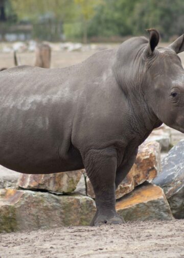 Eigenaar Beekse Bergen wil nieuwe dierentuin in Nederland bouwen