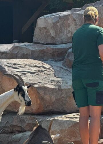 Meerdere diersoorten ziek gemaakt door bezoekers in Duitse dierentuin