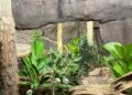 Burgers’ Zoo rondt verbouwing aan varanenverblijf af: nieuwe diersoort
