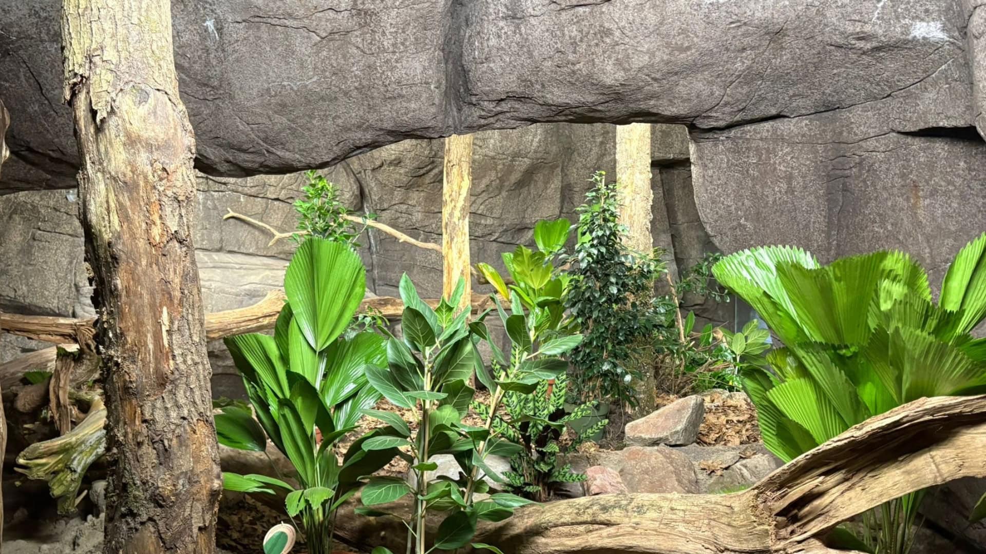 Burgers’ Zoo rondt verbouwing aan varanenverblijf af: nieuwe diersoort