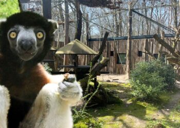 Apenheul heeft dierverblijven aangepast, maar dat zal veel bezoekers niet opvallen