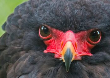 Tv-programma over dierentuinen krijgt nieuw seizoen: opnames in twee parken