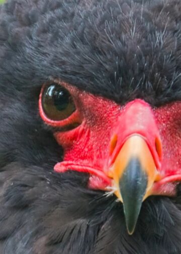 Tv-programma over dierentuinen krijgt nieuw seizoen: opnames in twee parken