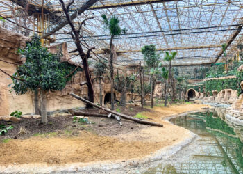 Pairi Daiza annuleert unieke diercombinatie: manenwolven verlaten grote kas