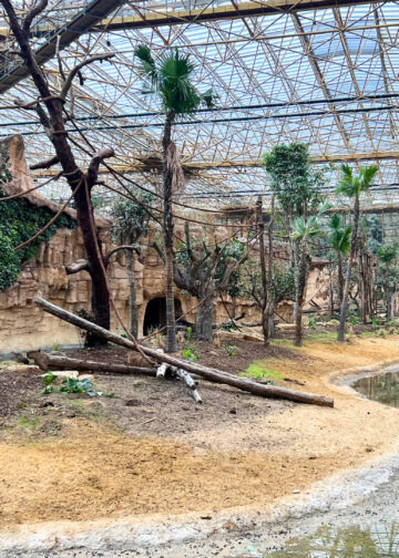 Pairi Daiza annuleert unieke diercombinatie: manenwolven verlaten grote kas