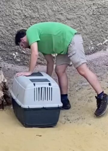 Pairi Daiza laat vogels los in krokodillenverblijf van megakas Edenya