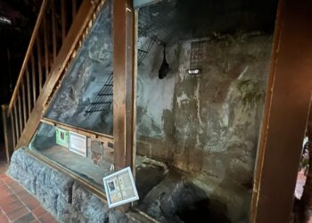 Brabants dierenpark houdt nieuwe diersoort onder trapgat: naakte molratten