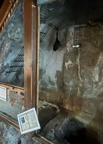 Brabants dierenpark houdt nieuwe diersoort onder trapgat: naakte molratten