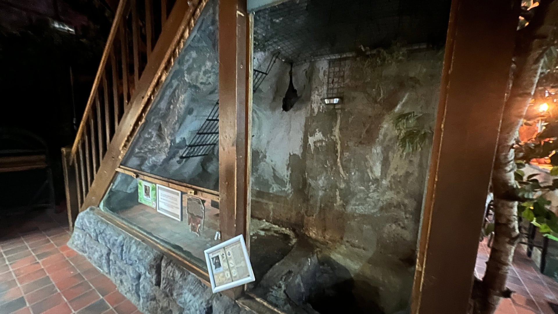 Brabants dierenpark houdt nieuwe diersoort onder trapgat: naakte molratten