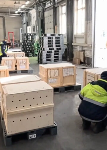 Pooldieren opgestuurd naar warm gebied in India voor privécollectie van multimiljardair