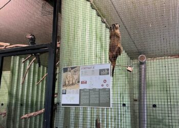 Code rood in Pakawi Park: dit is er veranderd in de omstreden dierentuin