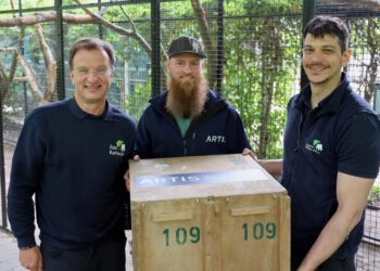 Artis verwelkomt nieuwe vogelsoort: nog slechts 800 tot 1300 in het wild