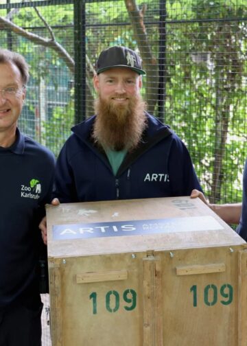 Artis verwelkomt nieuwe vogelsoort: nog slechts 800 tot 1300 in het wild
