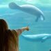 Slapen naast zeekoeien: Pairi Daiza opent reserveringen voor nieuwe hotelkamers