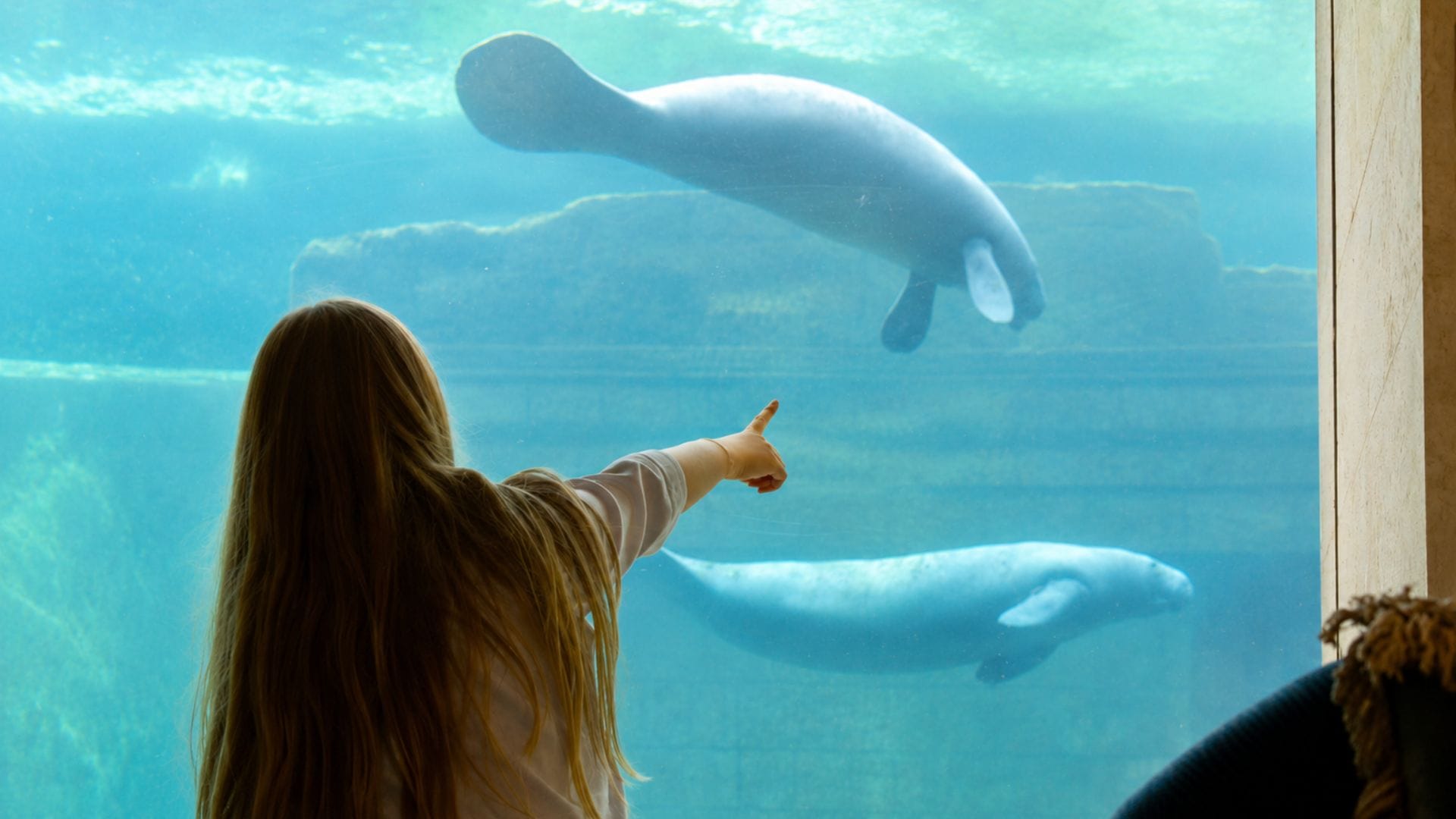 Slapen naast zeekoeien: Pairi Daiza opent reserveringen voor nieuwe hotelkamers