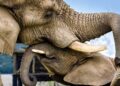 Olifant valt onverwachts soortgenoot aan in Tsjechische dierentuin: fatale afloop