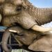 Olifant valt onverwachts soortgenoot aan in Tsjechische dierentuin: fatale afloop