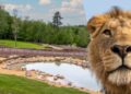 Belgisch safaripark opent nieuw leeuwenverblijf: meer projecten op stapel