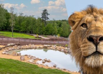 Belgisch safaripark opent nieuw leeuwenverblijf: meer projecten op stapel