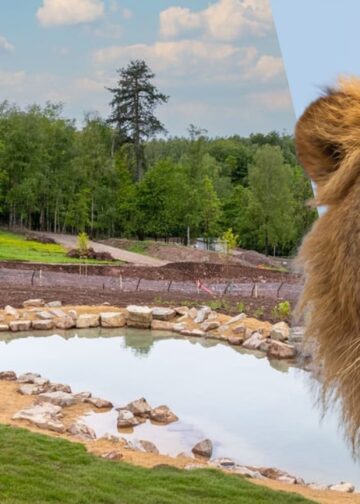 Belgisch safaripark opent nieuw leeuwenverblijf: meer projecten op stapel