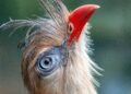 Apenheul schrapt laatste vogels uit collectie