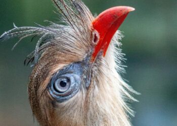Apenheul schrapt laatste vogels uit collectie