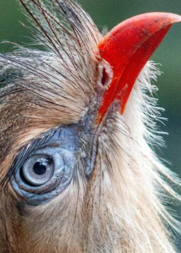 Apenheul schrapt laatste vogels uit collectie