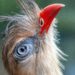 Apenheul schrapt laatste vogels uit collectie