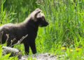 Voor het eerst in ruim vijftien jaar manenwolven geboren in Nederlandse dierentuin