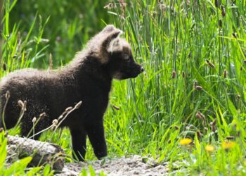 Voor het eerst in ruim vijftien jaar manenwolven geboren in Nederlandse dierentuin