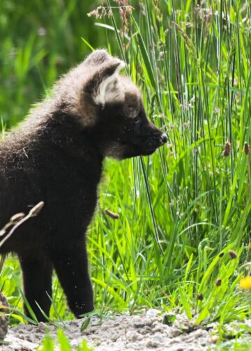 Voor het eerst in ruim vijftien jaar manenwolven geboren in Nederlandse dierentuin
