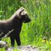 Voor het eerst in ruim vijftien jaar manenwolven geboren in Nederlandse dierentuin
