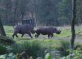 Beekse Bergen-volgers mogen naam kiezen voor dier dat nog niet geboren is