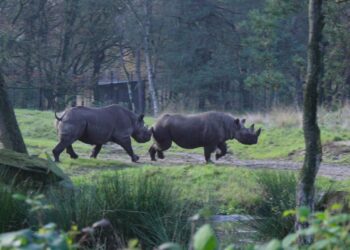 Beekse Bergen-volgers mogen naam kiezen voor dier dat nog niet geboren is