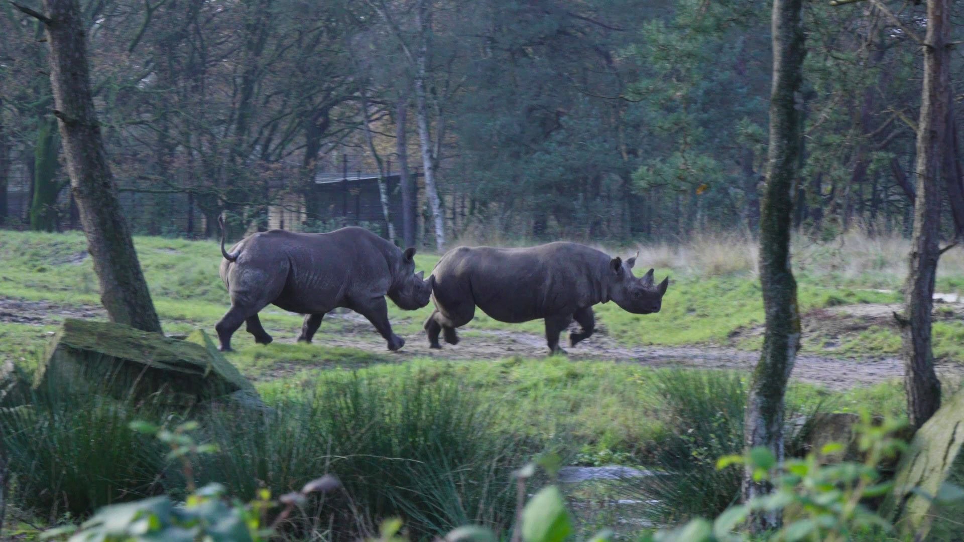 Beekse Bergen-volgers mogen naam kiezen voor dier dat nog niet geboren is