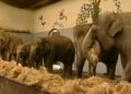 Historische dierentuinprogramma’s vanaf vandaag online te bekijken