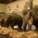 Historische dierentuinprogramma’s vanaf vandaag online te bekijken