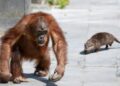 Pairi Daiza houdt orang-oetanfamilie tijdelijk binnen op zonnige dagen