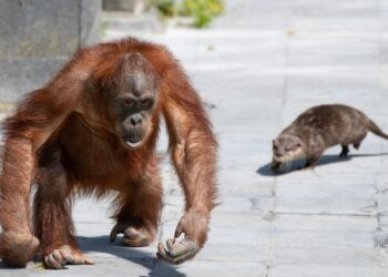 Pairi Daiza houdt orang-oetanfamilie tijdelijk binnen op zonnige dagen