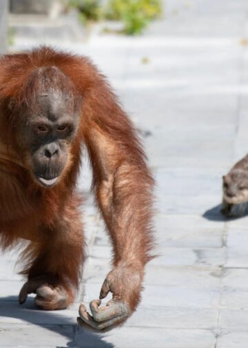 Pairi Daiza houdt orang-oetanfamilie tijdelijk binnen op zonnige dagen