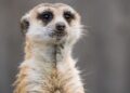 Verbod op exotische huisdieren in Nederland blijft grotendeels overeind na uitspraak rechter