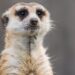Verbod op exotische huisdieren in Nederland blijft grotendeels overeind na uitspraak rechter