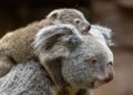 Opnieuw dode koala in Duitse dierentuin: alle jongen overleden