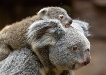 Opnieuw dode koala in Duitse dierentuin: alle jongen overleden