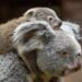 Opnieuw dode koala in Duitse dierentuin: alle jongen overleden