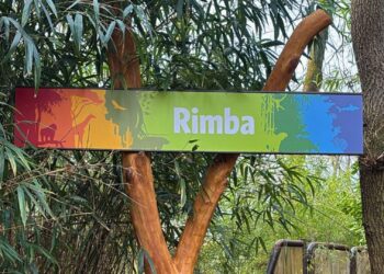 Ontsnapping in Burgers’ Rimba: aap komt uit verblijf