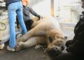 Dierenarts steekt arm in keel van ijsbeer en ontdekt waarom het dier niet eet